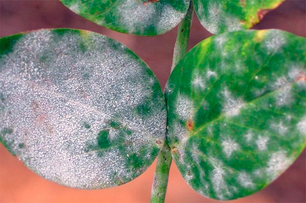Как бороться с мучнистой росой на цветах, а так же причины ее возникновения и наносимый растениям вред