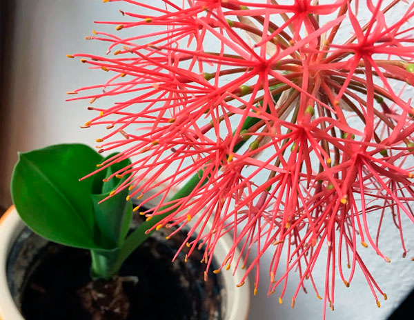Комнатный цветок гемантус: виды, фото, уход и размножение в домашних условиях