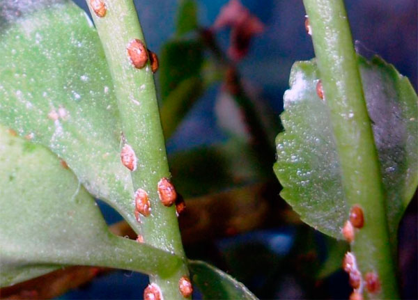 Какие болезни листьев и вредители могут появиться у каланхоэ, и как с ними бороться