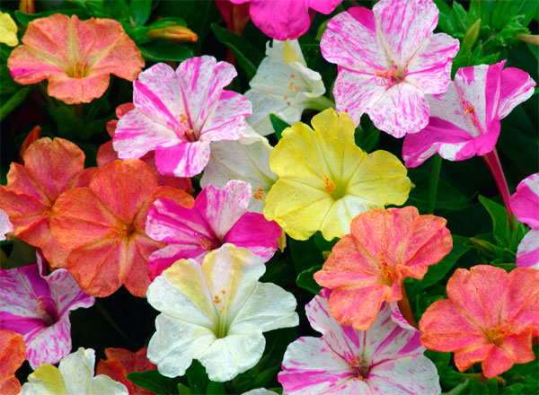 Цветок мирабилис или ночная красавица: сорта, фото, посадка и уход в домашних условиях