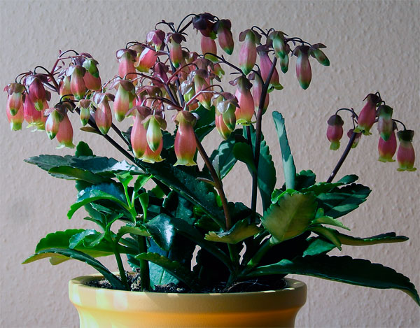 Комнатный цветок каланхоэ: описание, виды и фото, лечебные свойства
