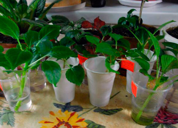 Цветок Ванька мокрый: уход в домашних условиях и инструкция с фото по размножению