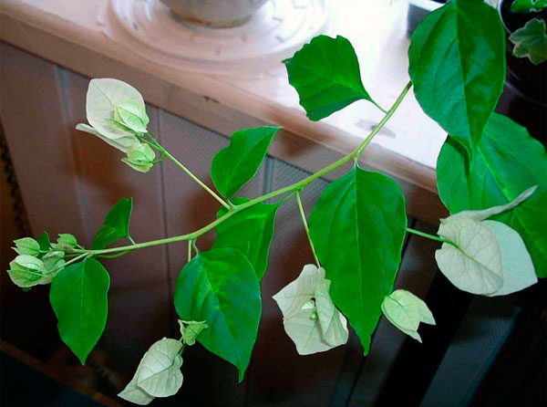 Комнатный цветок бугенвиллия: каталог сортов с фото, уход и размножение в домашних условиях