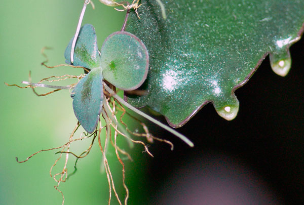 Как производится размножение каланхоэ черенками или листом, описание семенного способа