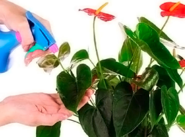 Комнатный цветок антуриум: виды, фото и уход