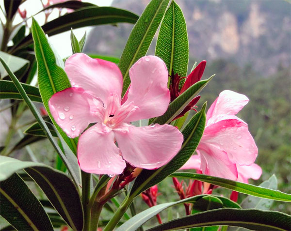 Комнатный цветок олеандр: основные виды, фото, полезные свойства, правила ухода, размножение и выращивание в открытом грунте