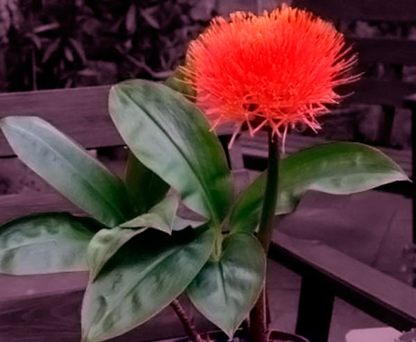 Комнатный цветок гемантус: виды, фото, уход и размножение в домашних условиях