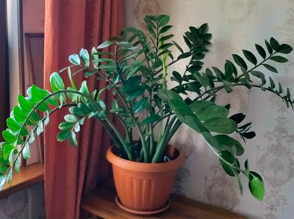 Как правильно ухаживать за комнатным растением долларовое дерево (замиокулькас)