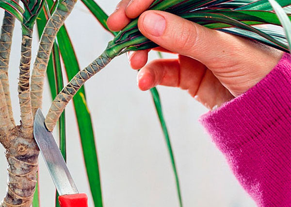 Как можно размножить драцену черенками, или вырастить ее из семян в домашних условиях