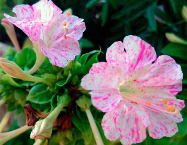 Цветок мирабилис или ночная красавица: сорта, фото, посадка и уход в домашних условиях