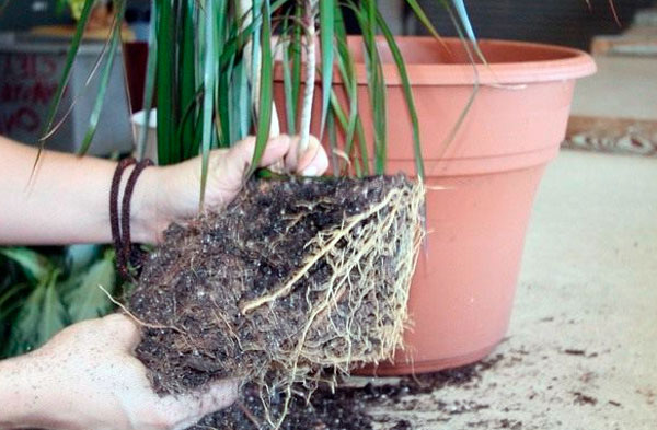 Как можно размножить драцену черенками, или вырастить ее из семян в домашних условиях
