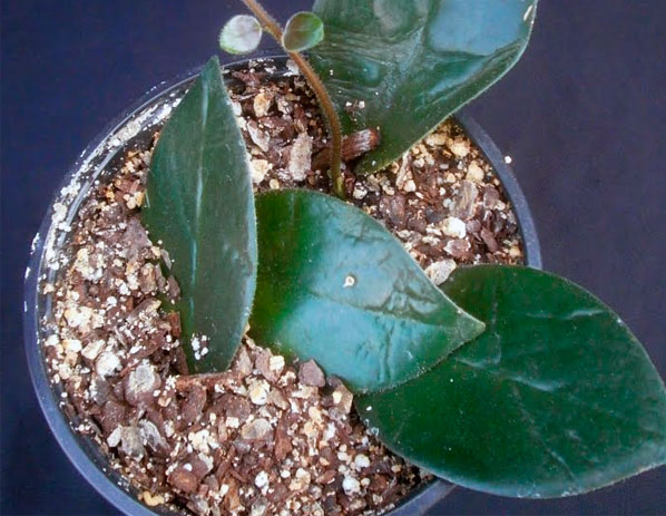 Комнатное растение эсхинантус и его основные виды с фотографиями
