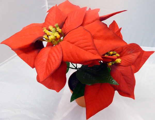 Цветок пуансеттия прекраснейшая или рождественская звезда и как нужно ухаживать за ним в домашних условиях