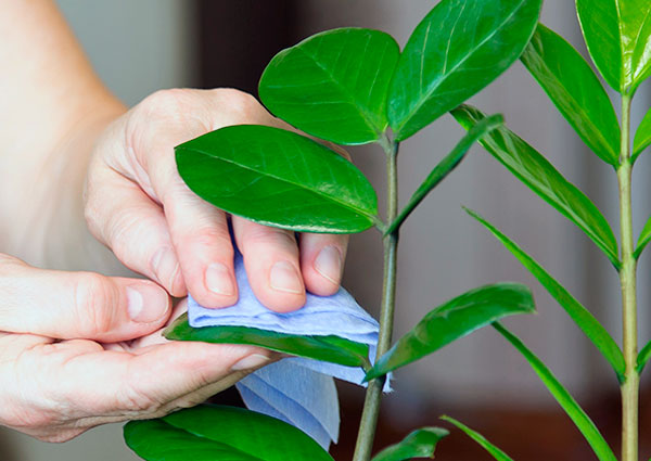 Как правильно ухаживать за комнатным растением долларовое дерево (замиокулькас)