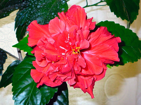 Какими свойствами обладает китайская роза или гибискус, описание видов