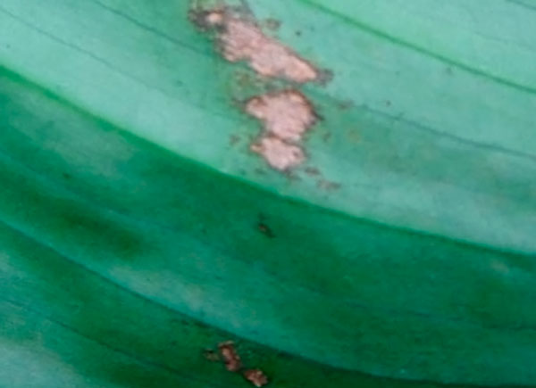 Почему у спатифиллума чернеют листья, он не цветет, или его поражают различные болезни