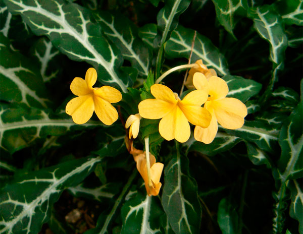 Комнатный цветок кроссандра и его фото, уход и размножение в домашних условиях