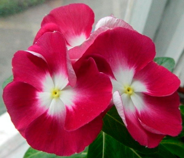 Виды и фото комнатного растения катарантус, как осуществляется уход и размножение этого цветка