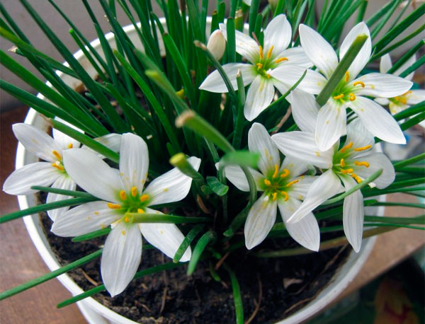 Комнатный цветок зефирантес (выскочка): распространенные виды и их фото, как необходимо ухаживать и способы размножения в домашних условиях
