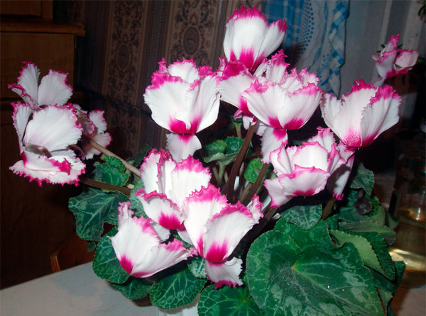 Комнатный цветок цикламен, его сорта и полезные свойства, связанные с ним приметы
