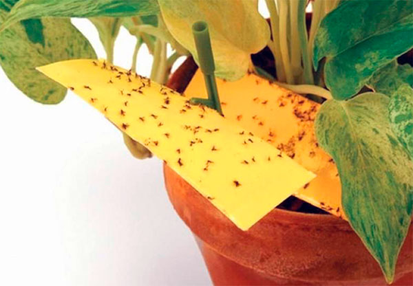 Почему в цветочных горшках появляются мошки (сциариды), и как от них избавиться