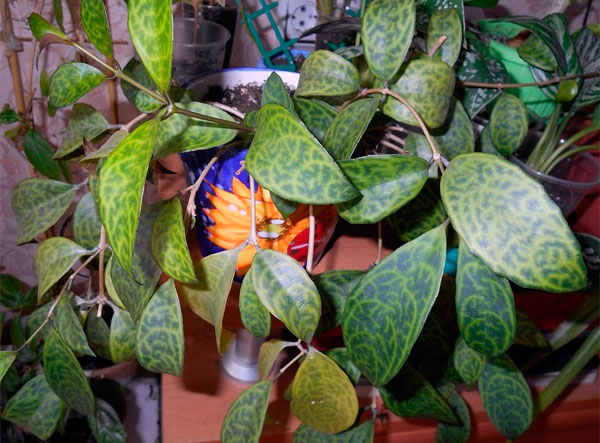 Комнатное растение эсхинантус и его основные виды с фотографиями