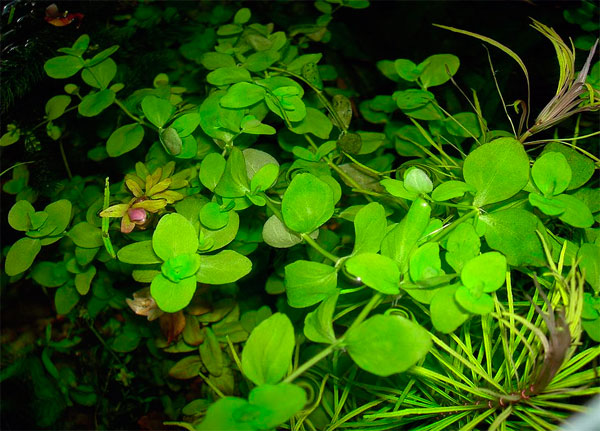 Ампельное и аквариумное растение бакопа: основные виды, фото цветов, самостоятельная посадка и уход