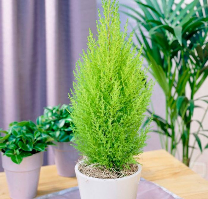 Кипарис – особенности растения и правила его выращивания в домашних условиях