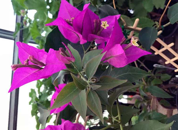 Комнатный цветок бугенвиллия: каталог сортов с фото, уход и размножение в домашних условиях