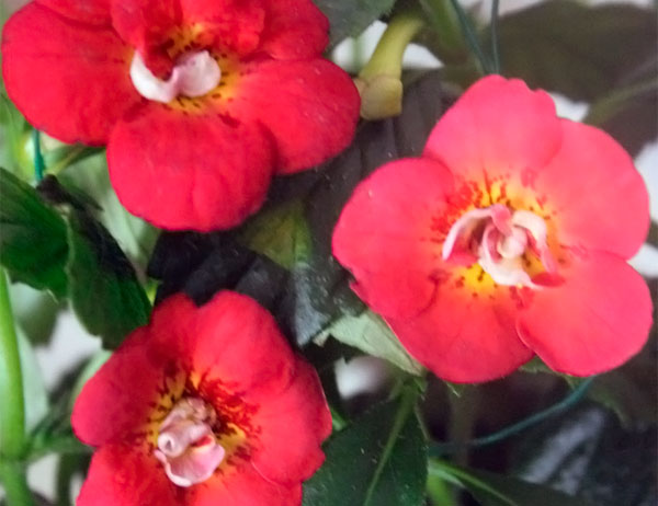 Комнатный цветок ахименес: каталог сортов, фото, уход, пересадка и самостоятельное размножение