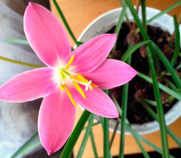 Комнатный цветок зефирантес (выскочка): распространенные виды и их фото, как необходимо ухаживать и способы размножения в домашних условиях