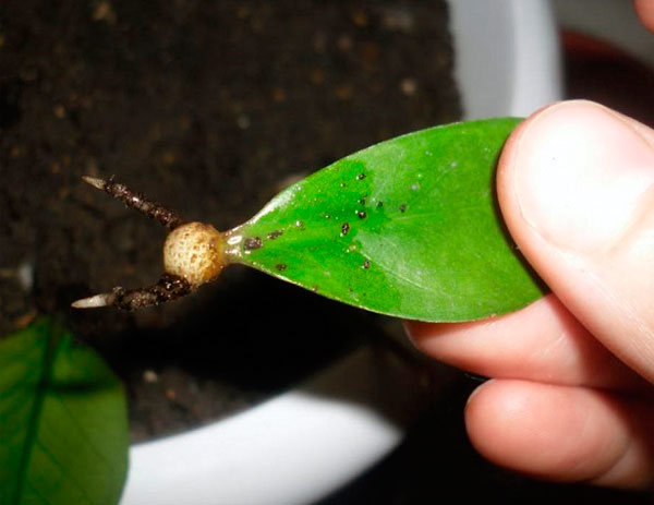 Описание, фото и способы размножения комнатного растения замиокулькас