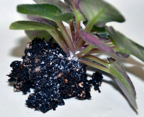 Фото мучнистого червеца на комнатных растениях, способы профилактики и средства для борьбы с ним