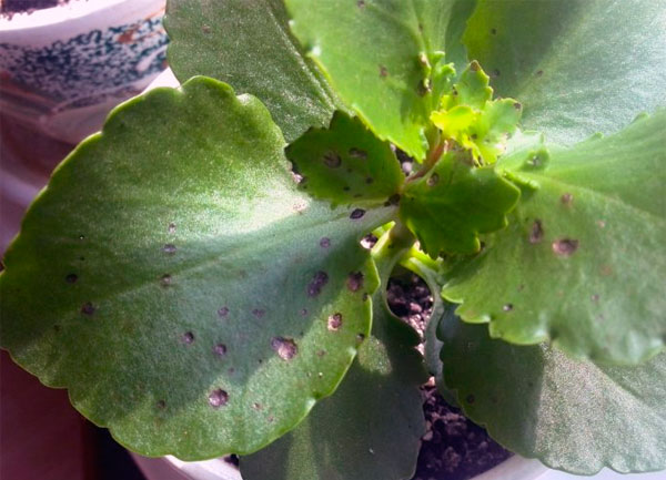 Какие болезни листьев и вредители могут появиться у каланхоэ, и как с ними бороться