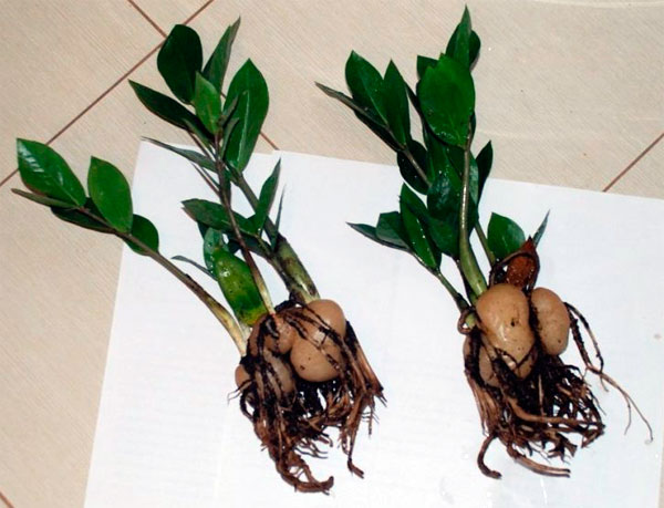 Описание, фото и способы размножения комнатного растения замиокулькас
