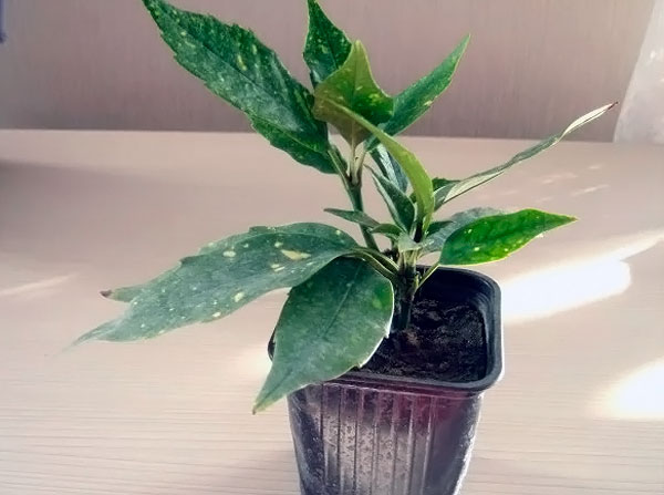 Уход за растением японская аукуба или золотое дерево и его размножение в домашних условиях