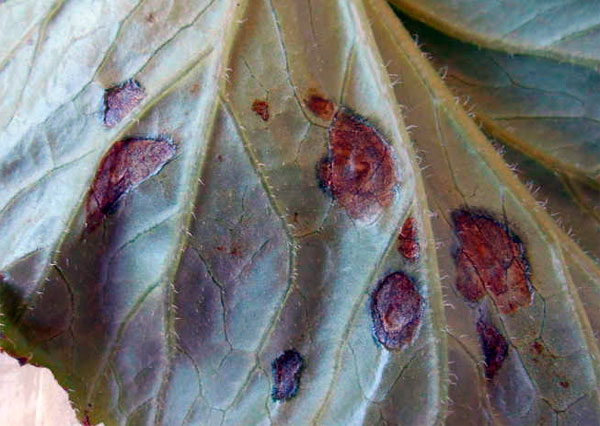 Почему не цветет бегония, и какие болезни листьев могут ее подстерегать