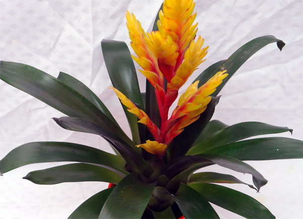 Цветок вриезия: виды, фото, как ухаживать и другая полезная информация