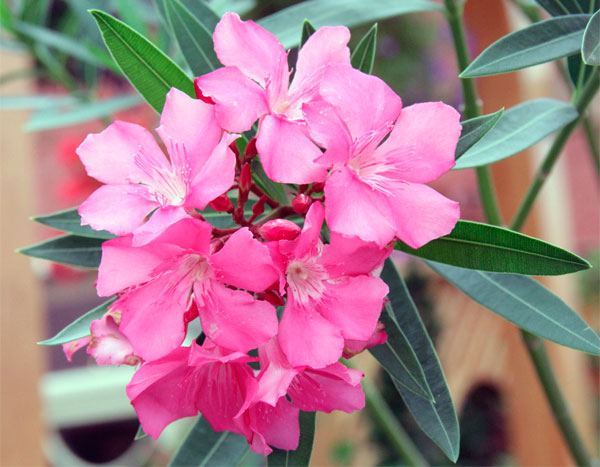 Комнатный цветок олеандр: основные виды, фото, полезные свойства, правила ухода, размножение и выращивание в открытом грунте