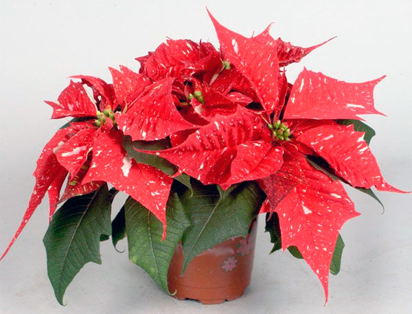 Цветок пуансеттия прекраснейшая или рождественская звезда и как нужно ухаживать за ним в домашних условиях
