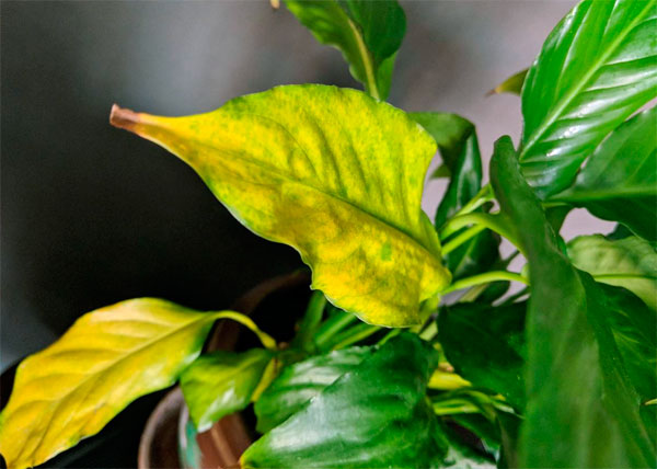 Почему у спатифиллума чернеют листья, он не цветет, или его поражают различные болезни