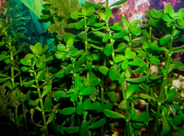 Ампельное и аквариумное растение бакопа: основные виды, фото цветов, самостоятельная посадка и уход