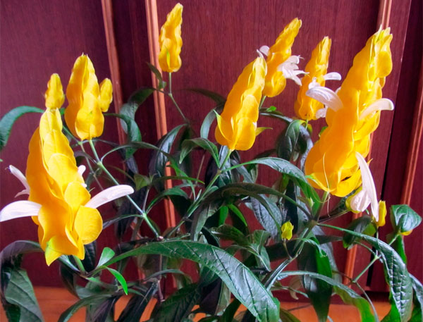 Комнатный цветок пахистахис: описание и фото, размножение и уход в домашних условиях