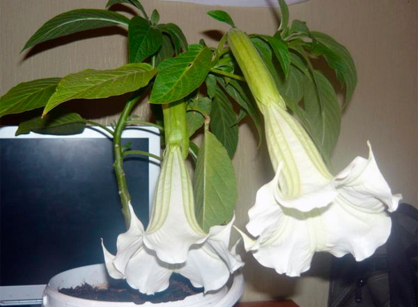 Цветок бругмансия и его фото, самостоятельная посадка растения и уход за ним