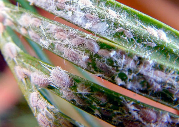 Фото мучнистого червеца на комнатных растениях, способы профилактики и средства для борьбы с ним