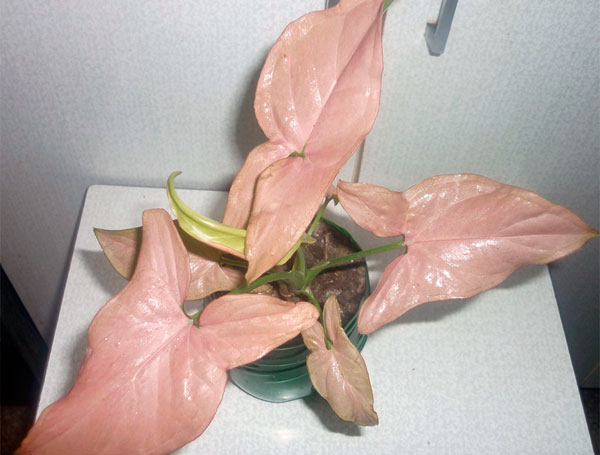 Часто встречающиеся в домашних условиях виды цветка сингониум и их фото, как осуществляется уход за этим растением и его размножение