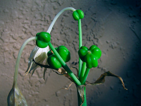 Комнатный цветок эухарис или амазонская лилия и как необходимо ухаживать за ним