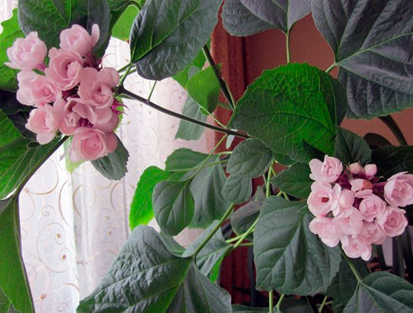 Цветок клеродендрум: основные виды и фото их цветов, как размножить, как заставить цвести и другая информация по уходу