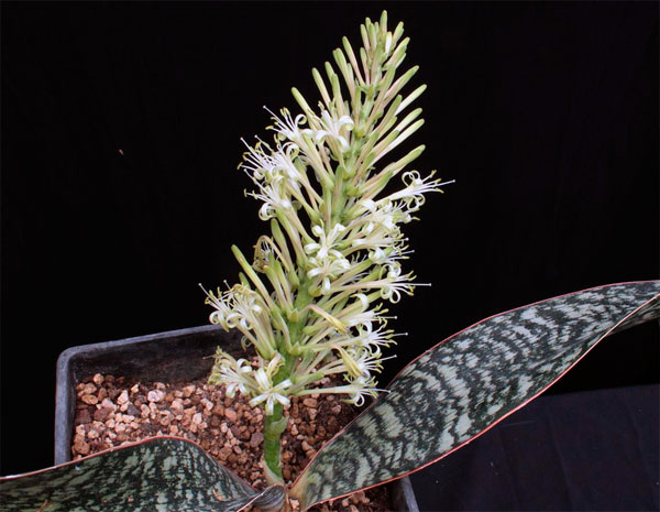 Комнатное растение щучий хвост: описание и фото его цветов, приметы, как правильно ухаживать