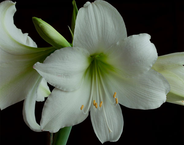 Значение и фото цветка амариллис, рекомендации тем, кто хочет купить его